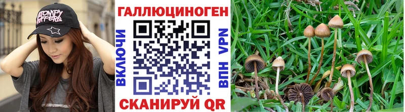 сколько стоит  Кохма  Псилоцибиновые грибы Psilocybe 